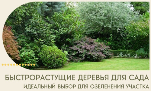 Быстрорастущие деревья для сада идеальный выбор в Шебекине