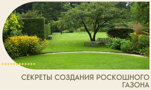 Секреты создания роскошного газона в Шебекине